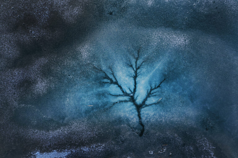 László Simán - tree